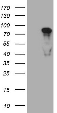 m03568 2 anti med15 mouse monoclonal antibody clone id oti1c11 wb testing 1