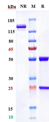 m03569 3 sds page