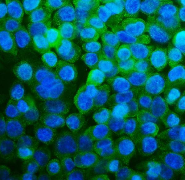 m03571 rpl13a primary antibodies if testing 2