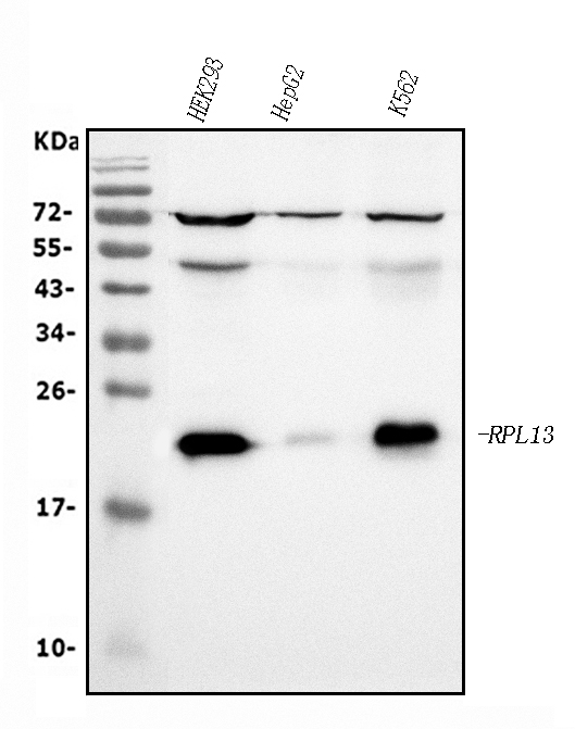 m03571 rpl13a primary antibodies wb testing 1