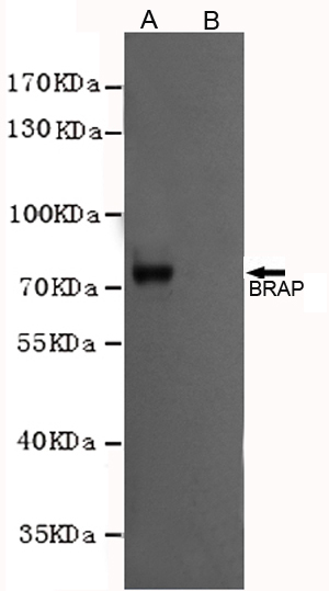 Western blotting validation for Anti-BRCA1-associated protein BRAP Monoclonal Antibody M03573,Western blot analysis of extracts from CHO-K1 cells