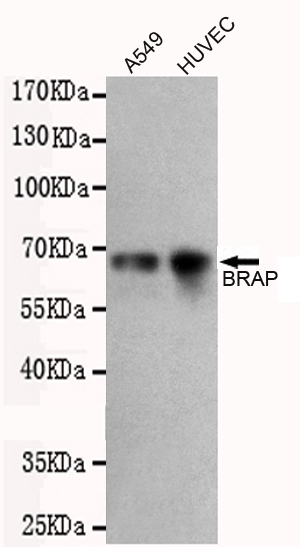 Western blotting validation for Anti-BRCA1-associated protein BRAP Monoclonal Antibody M03573,Western blot detection of BRAP in A549 and HUVEC cell lysates using BRAP mouse mAb (1:500 diluted)