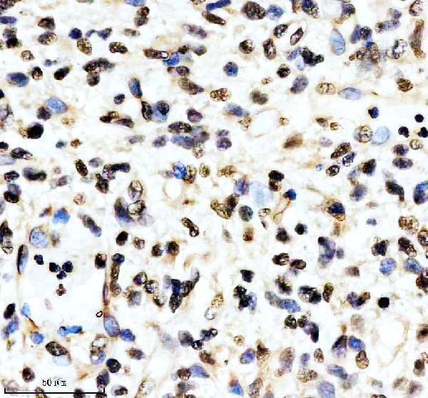 m03580 aly primary antibodies ihc testing 3