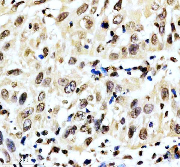 m03580 aly primary antibodies ihc testing 5