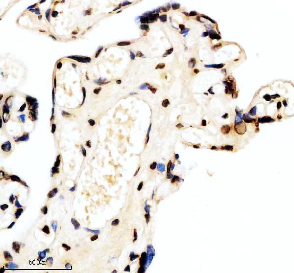 m03580 aly primary antibodies ihc testing 6