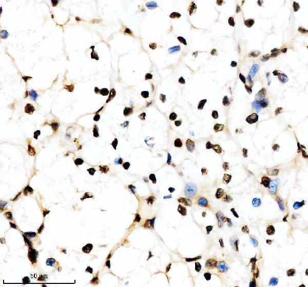 m03580 aly primary antibodies ihc testing 7