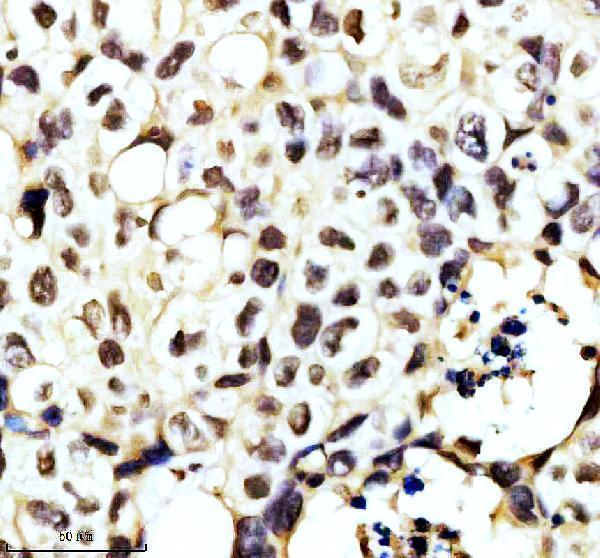 m03580 aly primary antibodies ihc testing 9