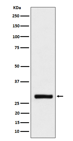 m03587 wb