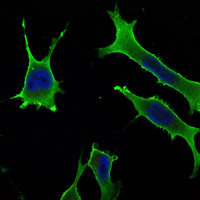 Immunofluorescent staining data of RAB10 using Anti-Rab 10 Monoclonal Antibody (M03588)