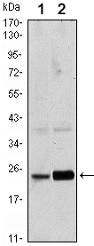Western blotting validation for Anti-Rab 10 Monoclonal Antibody M03588
Western Blot (WB) analysis using Rab 10 Monoclonal Antibody against HeLa (1) and NIH/3T3 (2) cell lysate