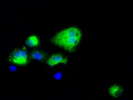 m03589 2 anti natriuretic peptide receptor c npr3 mouse monoclonal antibody clone id oti11a6 if testing 10