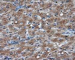 m03589 2 anti natriuretic peptide receptor c npr3 mouse monoclonal antibody clone id oti11a6 ihc testing 7