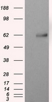 m03589 2 anti natriuretic peptide receptor c npr3 mouse monoclonal antibody clone id oti11a6 wb testing 1