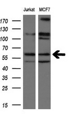 m03589 2 anti natriuretic peptide receptor c npr3 mouse monoclonal antibody clone id oti11a6 wb testing 2