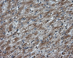 m03589 3 anti natriuretic peptide receptor c npr3 mouse monoclonal antibody clone id oti11b6 ihc testing 5