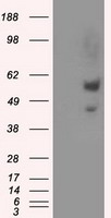 m03589 3 anti natriuretic peptide receptor c npr3 mouse monoclonal antibody clone id oti11b6 wb testing 1