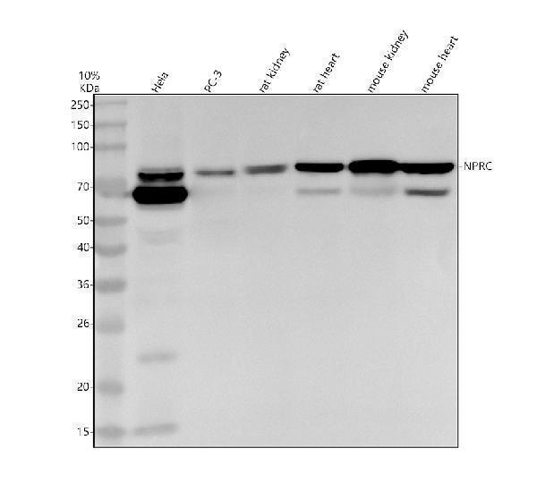 m03589 nprc primary antibodies wb testing 1