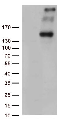 m03591 anti pcdh15 mouse monoclonal antibody clone id oti7f10 wb testing 1