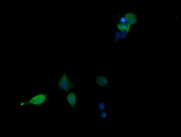m03594 anti sapk4 mapk13 mouse monoclonal antibody clone id oti12b2 if testing 4