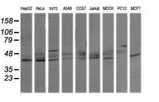Western blot analysis of extracts (35ug) from 9 different cell lines by usin g anti-MAPK13 monoclonal antibody (HepG2: human; HeLa: human; SVT2: mouse; A549: human; COS7: monkey; Jurkat: human; MDCK: canine; PC12: rat; MCF7: human)