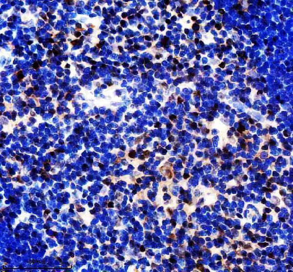 m03596 kat1 primary antibodies ihc testing 4