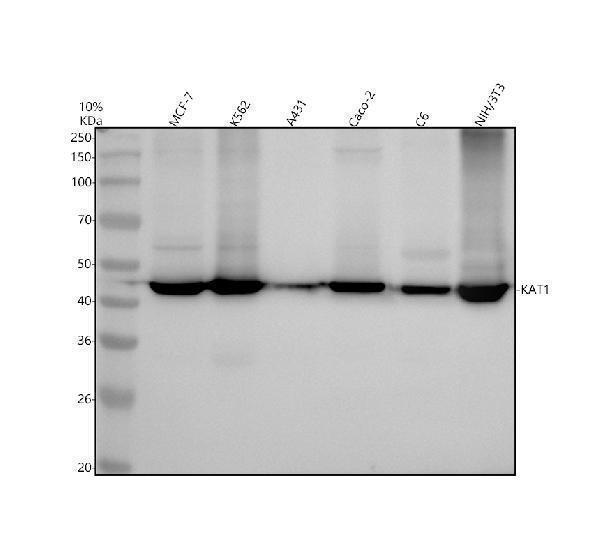Western blot analysis of KAT1 using anti-KAT1 antibody (M03596)