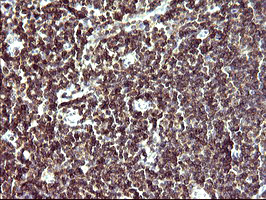 m03597 1 anti il10ra mouse monoclonal antibody clone id oti1d10 ihc testing 3