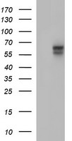 m03597 1 anti il10ra mouse monoclonal antibody clone id oti1d10 wb testing 1