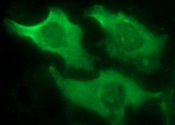 m03597 anti il10ra mouse monoclonal antibody clone id oti1g10 if testing 3