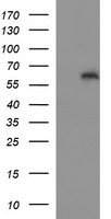 m03597 anti il10ra mouse monoclonal antibody clone id oti1g10 wb testing 1