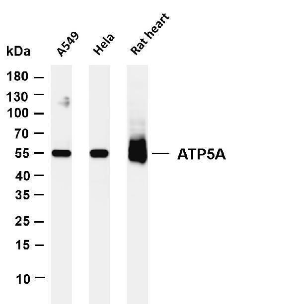 m03598 1 atp5a1 primary antibodies wb testing 1
