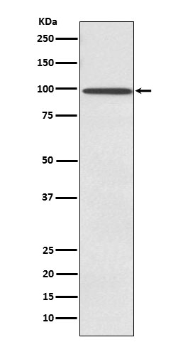 m03601 1 wb
