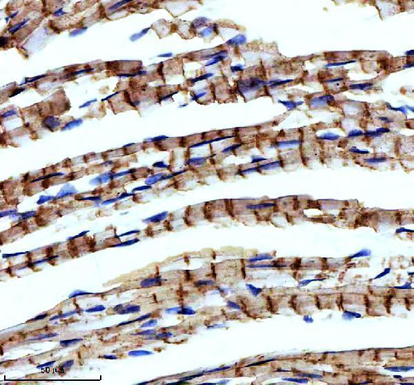 m03608 2 ndufs4 primary antibodies ihc testing 3_1