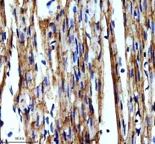 m03608 2 ndufs4 primary antibodies ihc testing 4_1