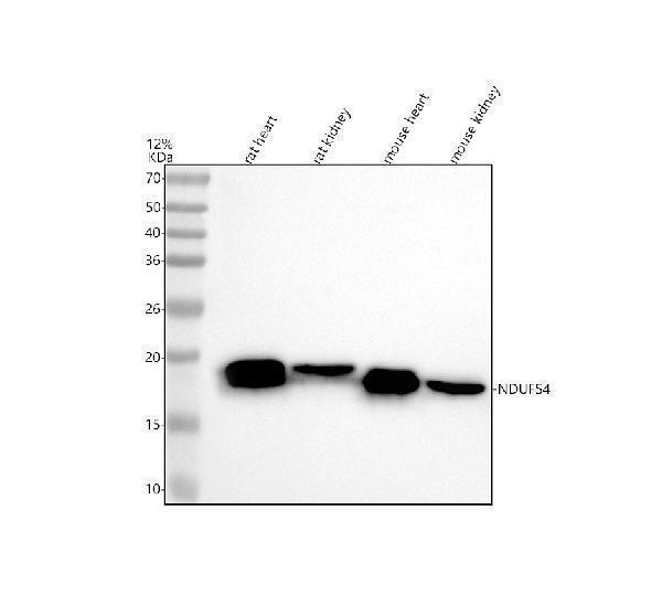 m03608 2 ndufs4 primary antibodies wb testing 1_1