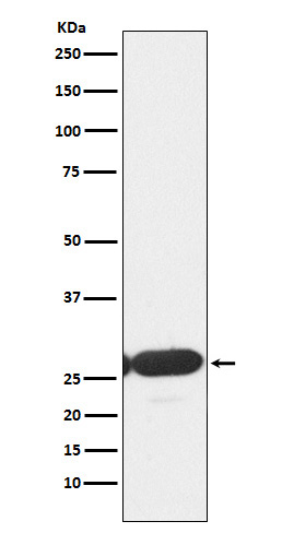Western blot analysis of ERp29 expression in HepG2 cell lysate