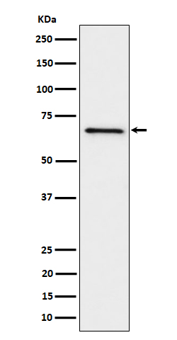 Western blot analysis of GRK6 expression in Ramos cell lysate