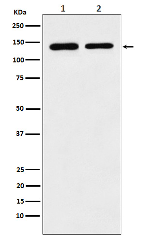 Western blot analysis of SA2 expression in (1) K562 cell lysate; (2) Raw264