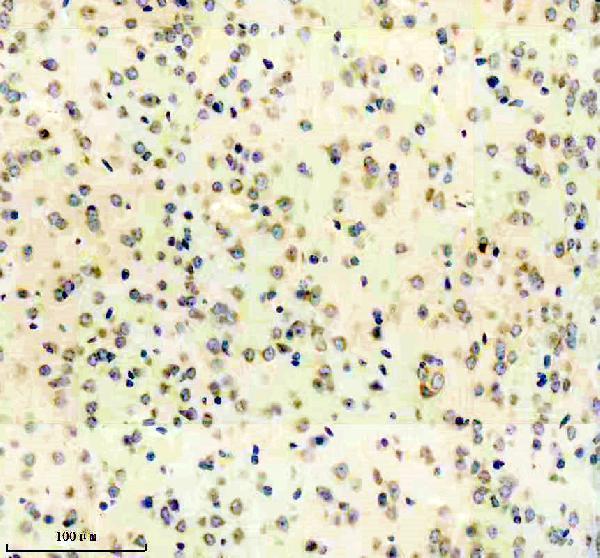 IHC analysis of ERGIC-53/LMAN1 using anti-ERGIC-53/LMAN1 antibody (M03628-3)