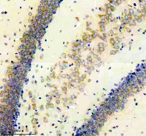 IHC analysis of ERGIC-53/LMAN1 using anti-ERGIC-53/LMAN1 antibody (M03628-3)