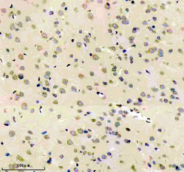 m03628 3 lman1 primary antibodies ihc testing 3