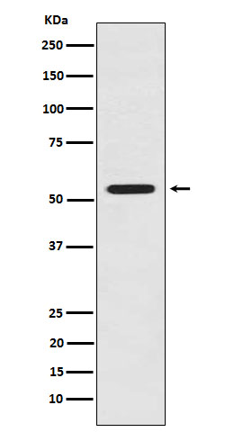 Western blot analysis of LMAN1 expression in HeLa cell lysate