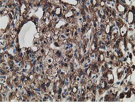 m03628 anti lman1 mouse monoclonal antibody clone id oti1e3 ihc testing 10