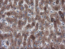 m03628 anti lman1 mouse monoclonal antibody clone id oti1e3 ihc testing 11