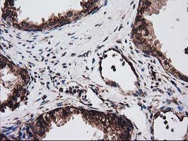 m03628 anti lman1 mouse monoclonal antibody clone id oti1e3 ihc testing 5