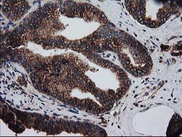 m03628 anti lman1 mouse monoclonal antibody clone id oti1e3 ihc testing 6