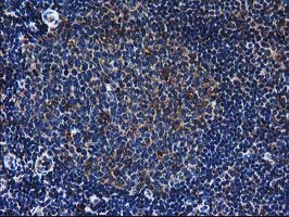 m03628 anti lman1 mouse monoclonal antibody clone id oti1e3 ihc testing 8