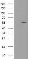 m03628 anti lman1 mouse monoclonal antibody clone id oti1e3 wb testing 1