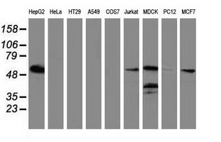 m03628 anti lman1 mouse monoclonal antibody clone id oti1e3 wb testing 2