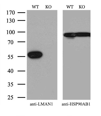 m03628 anti lman1 mouse monoclonal antibody clone id oti1e3 wb testing 3_1
